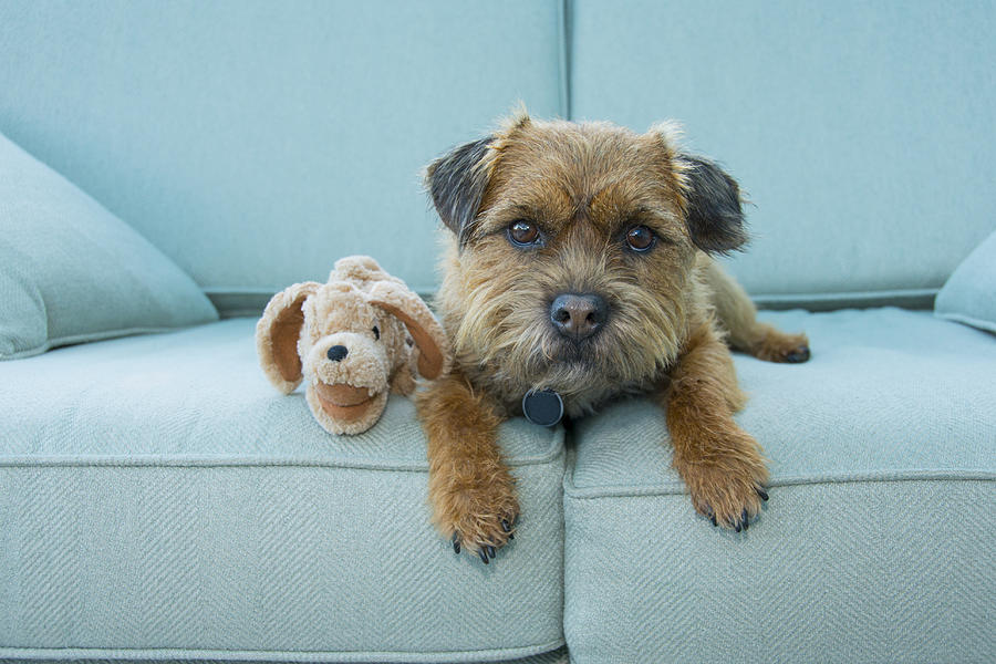 Border Terrier dog with toy, Norfolk Photograph by Mike Powles