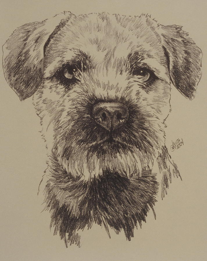 Border Terrier in Graphite Drawing by Barbara Keith