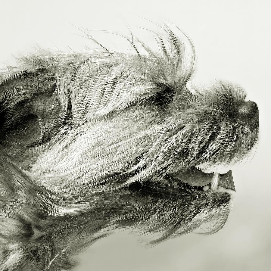 Border Terrier in the Wind Digital Art by David Manlove
