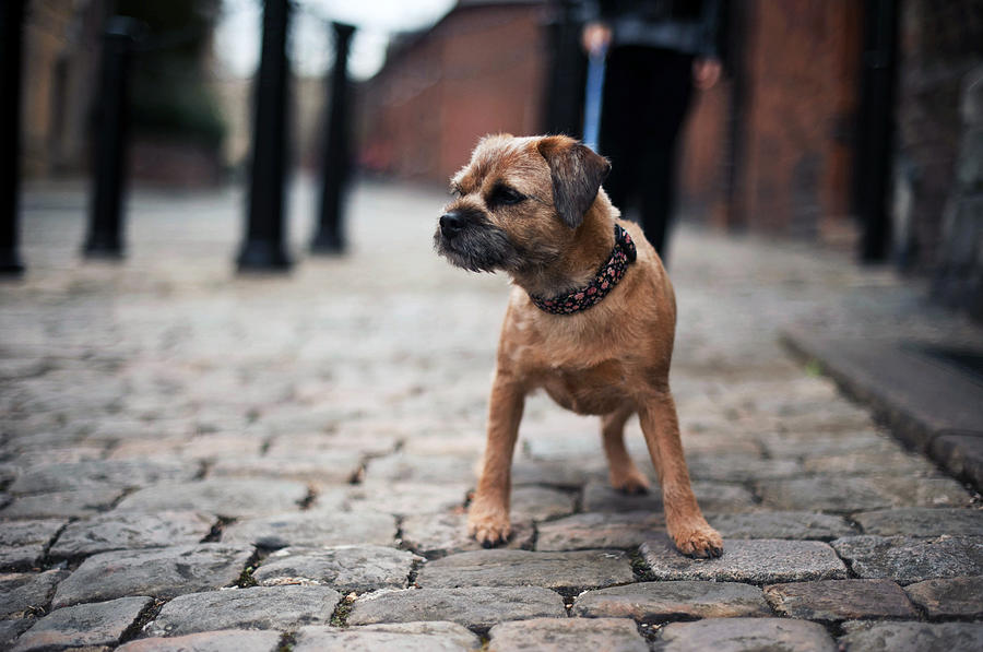 Border Terrier walking about town on a lead Photograph by Images by Christina Kilgour