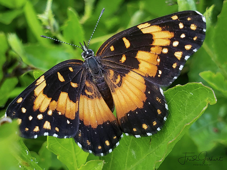 Bordered Patch Butterfly Photograph By Fred Gerhart - Pixels