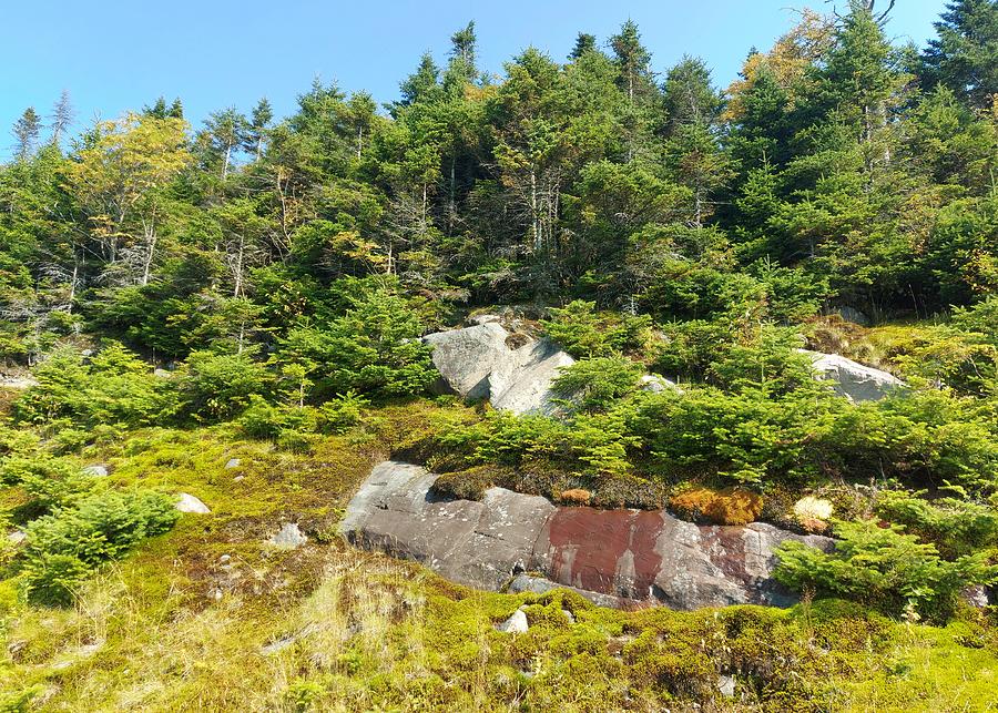 Boreal Forest Mont Tremblant Quebec Photograph