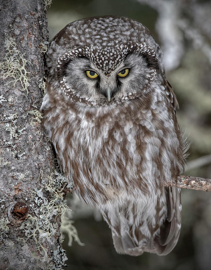 Boreal Owl #1 Photograph by Wade Aiken