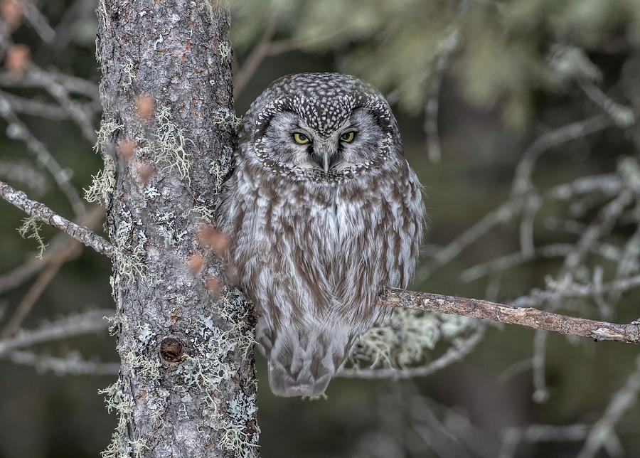Boreal Owl #2 Photograph by Wade Aiken