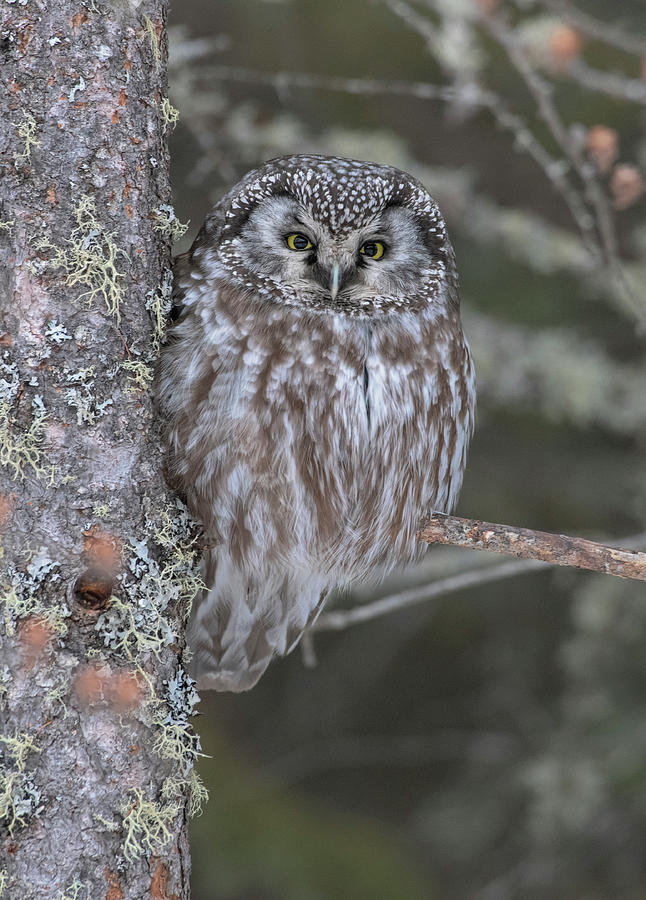 Boreal Owl #3 Photograph by Wade Aiken