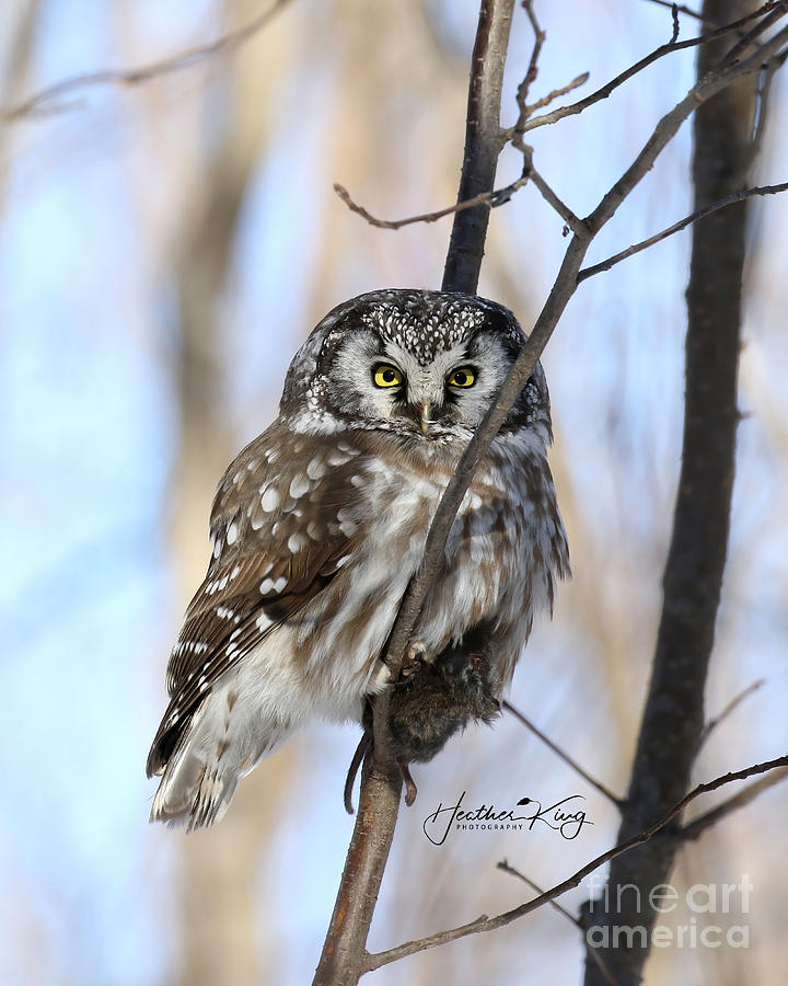Boreal owl and her breakfast Photograph by Heather King