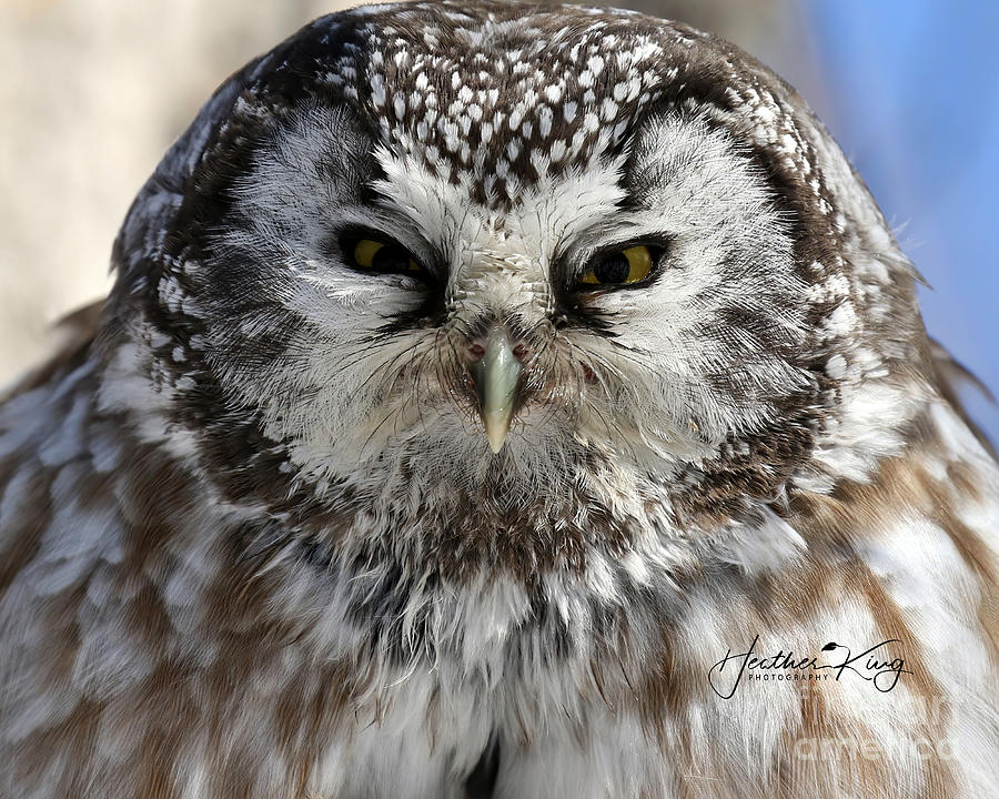 Boreal owl close up Photograph by Heather King