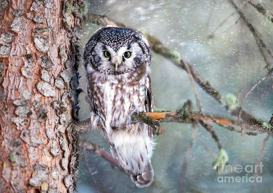 Boreal Owl Photograph by Deby Dixon