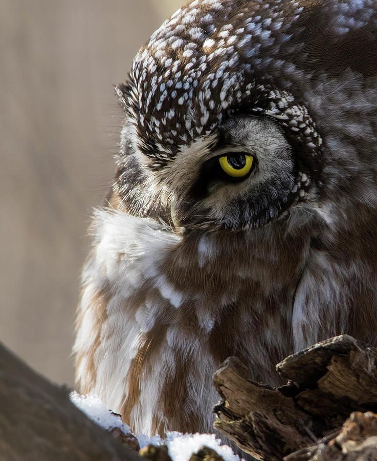 Boreal owl portrait Photograph by Mircea Costina Photography