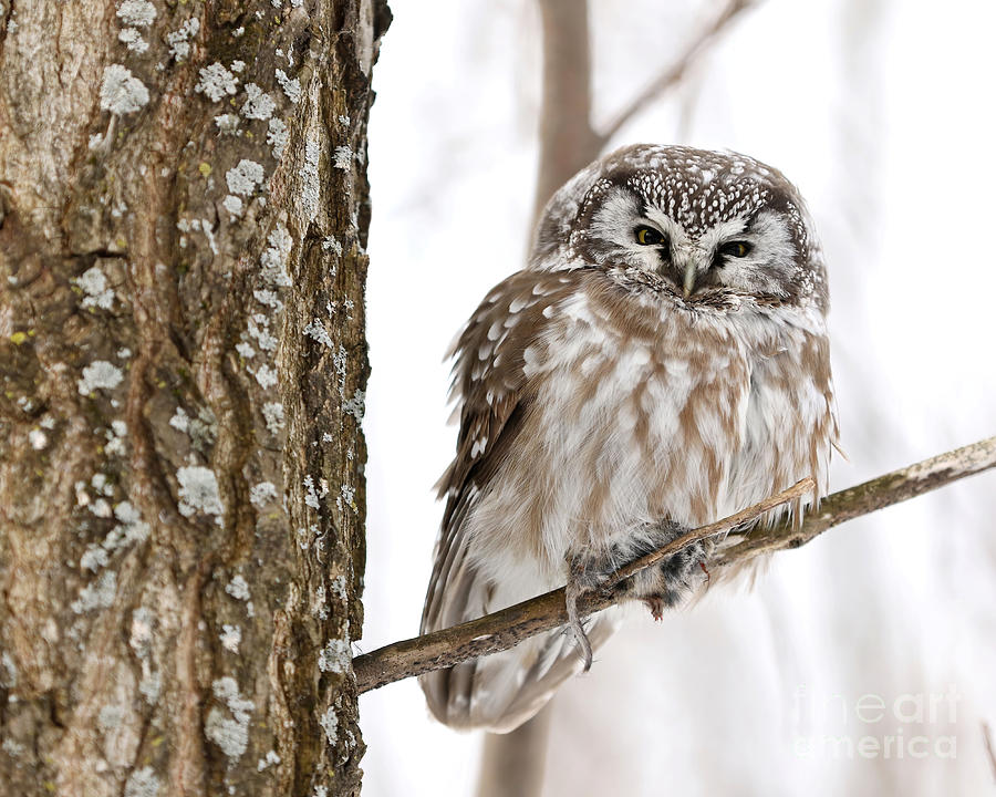 Boreal owl with prey Photograph by Heather King