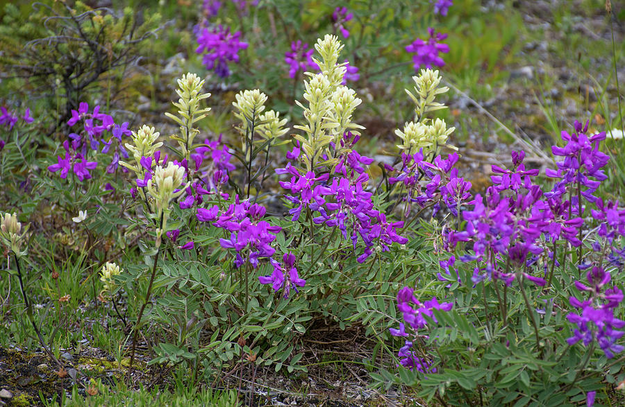 Boreal Sweet-Vetch Photograph by Joan Septembre