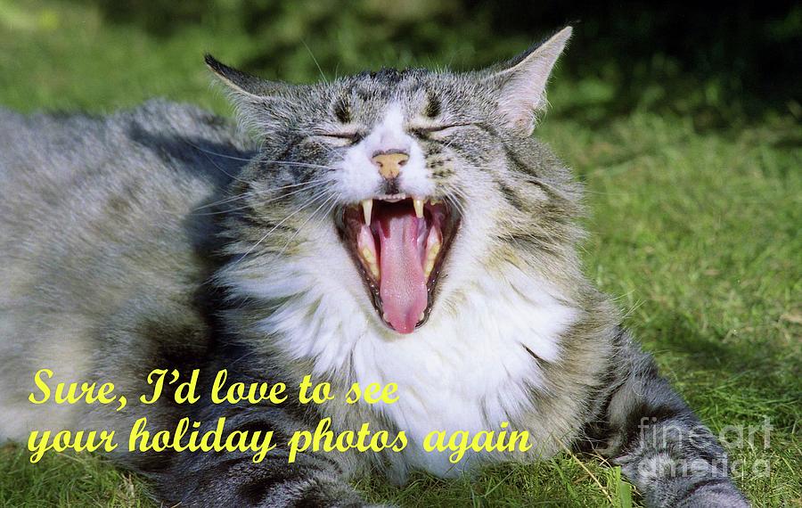 Bored cat holiday photos Photograph by David Fowler