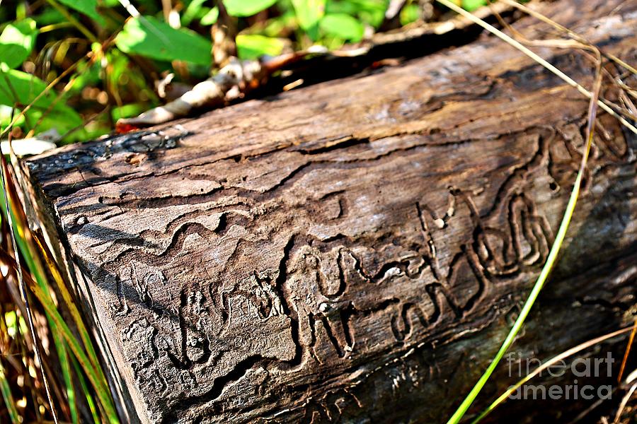 Tree Trunk Photograph - Boring-Insects Trail Where I See an Elephant by Martha Sherman