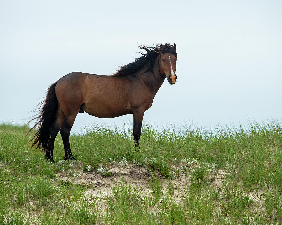 Born Free - Sable Island Pony Photograph by Tony Beck