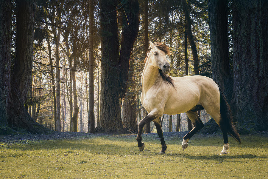 Born to standout - Horse Art Photograph by Lisa Saint