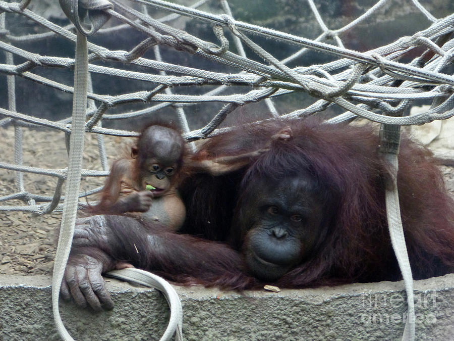 Bornean orangutan and baby  Photograph by Phil Banks