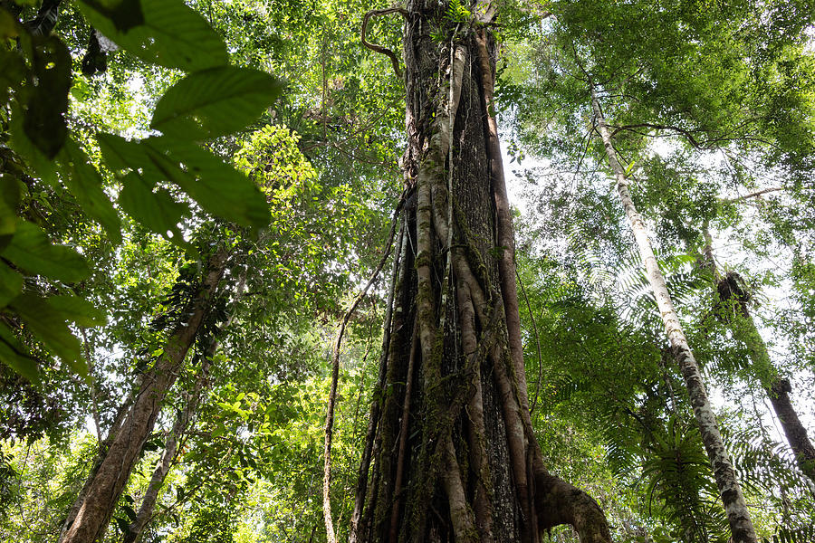Borneo rainforest, Malaysia Photograph by Vyacheslav Argenberg