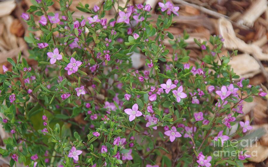 Boronia crenulata Aniseed Boronia Photograph by Lesley