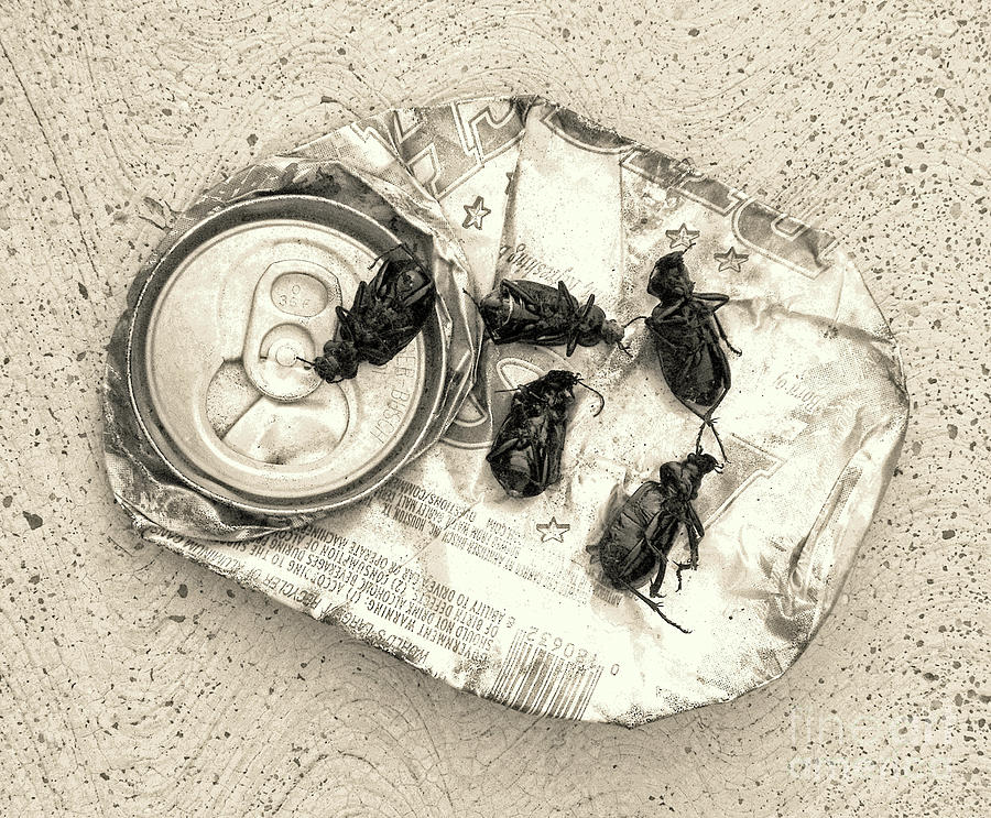 BORRACHOed BEETLES Photograph by Joe Pratt