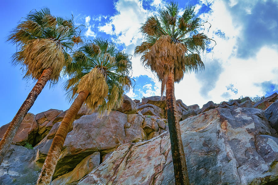 Borrego Palm Canyon California Photograph by Kyle Hanson