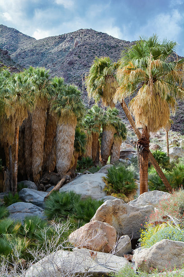 Borrego Palm Canyon Portrait Photograph by Kyle Hanson