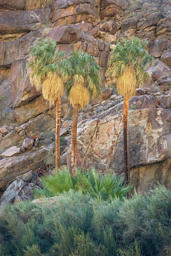 Borrego Palm Canyon - Three Palms Photograph by Alexander Kunz