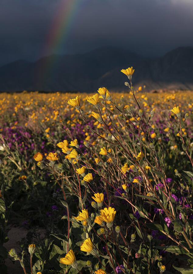 Flower Photograph - Borrego Springs Desert Sunflowers and Rainbow by William Dunigan