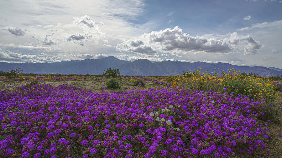 Borrego Springs in San Diego County Wildflowers Photograph by Matthew Bamberg