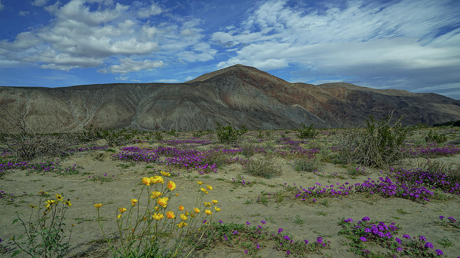 Borrego Springs in San Diego County Yellow and Purple Wildflowers Photograph by Matthew Bamberg