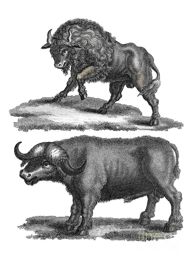 Bos - Bison And Buffalo H Drawing