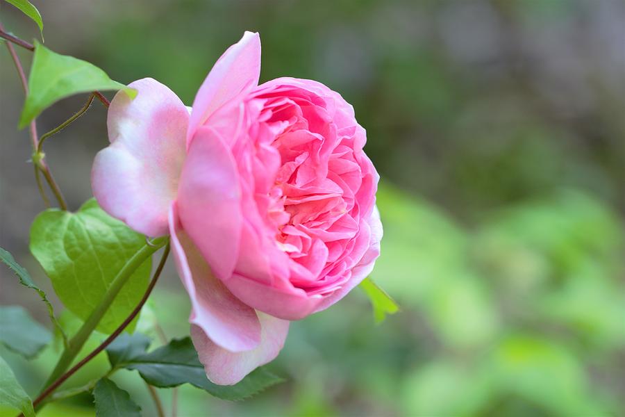 Boscobel Rose Photograph by Joseph Skompski