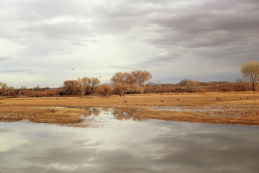 Bosque del Apache 05 Photograph by Susan George - Fine Art America