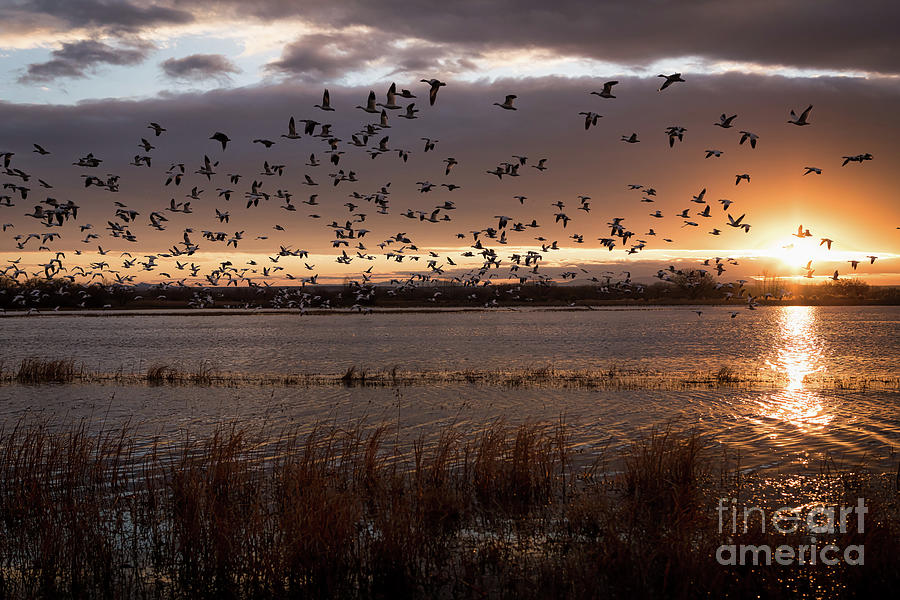 Bosque del Apache 7307 Photograph by Lawrence Burry