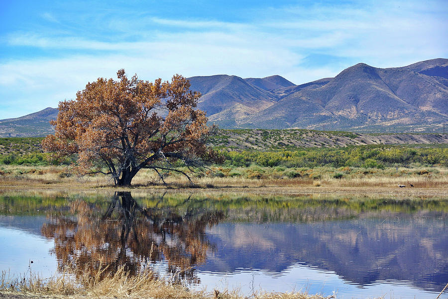 Bosque del Apache, New Mexico Photograph by Segura Shaw Photography