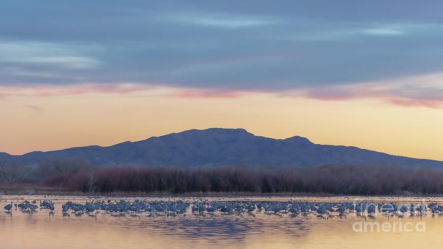 Bosque del Apache NWR Photograph by Maresa PryorLuzier Fine Art America