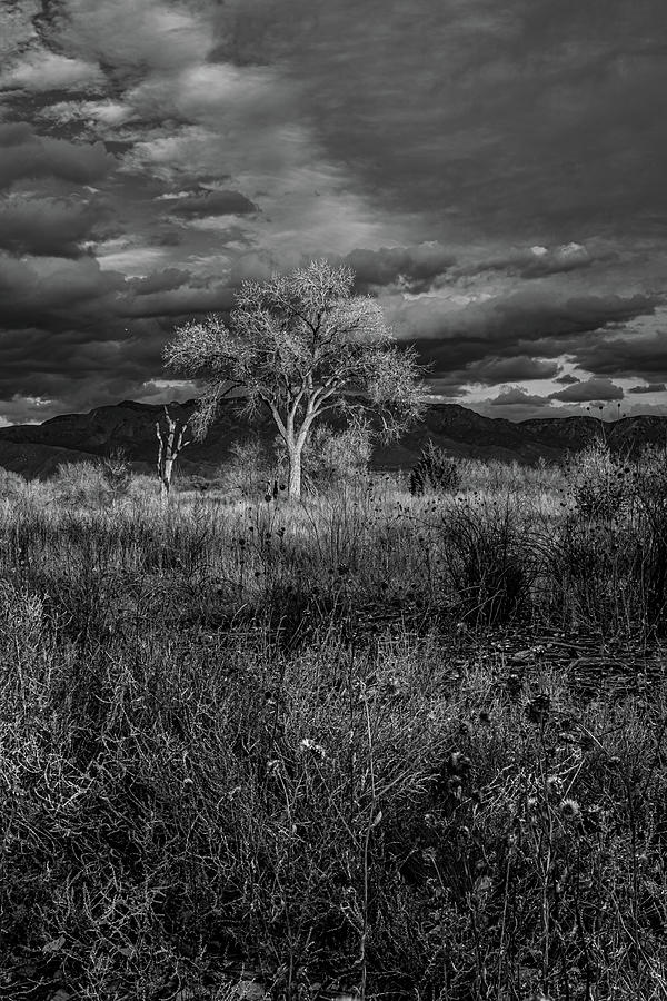 Tree Photograph - Bosque Drama by Jeremy Toulouse