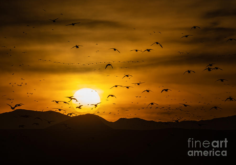 Bosque Sunset Photograph by Lisa Manifold