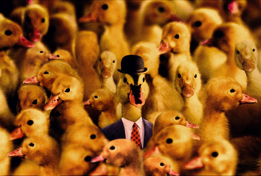 Boss Duck Photograph by Greg Newington