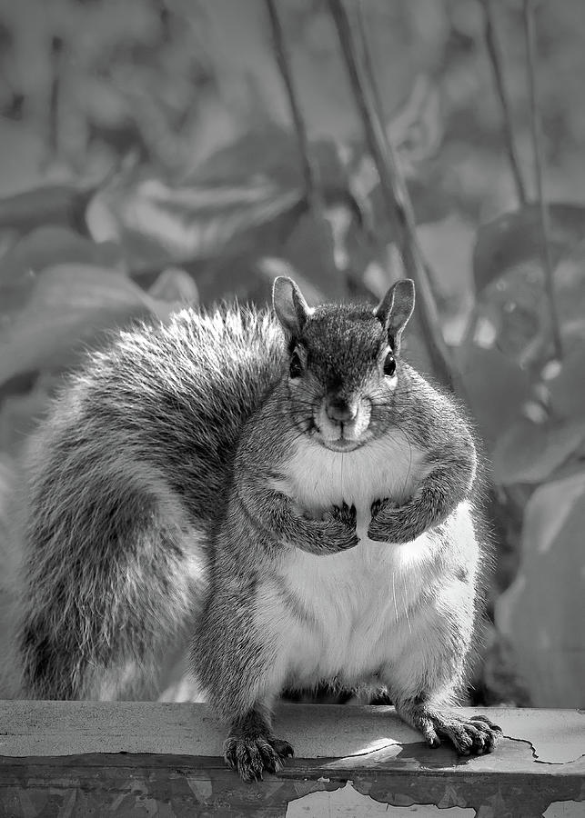 Boss Squirrel Photograph by Bob Orsillo