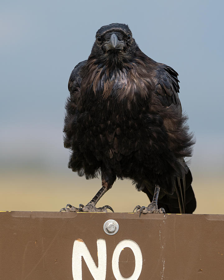 Bossy Raven Photograph by Mary Hone