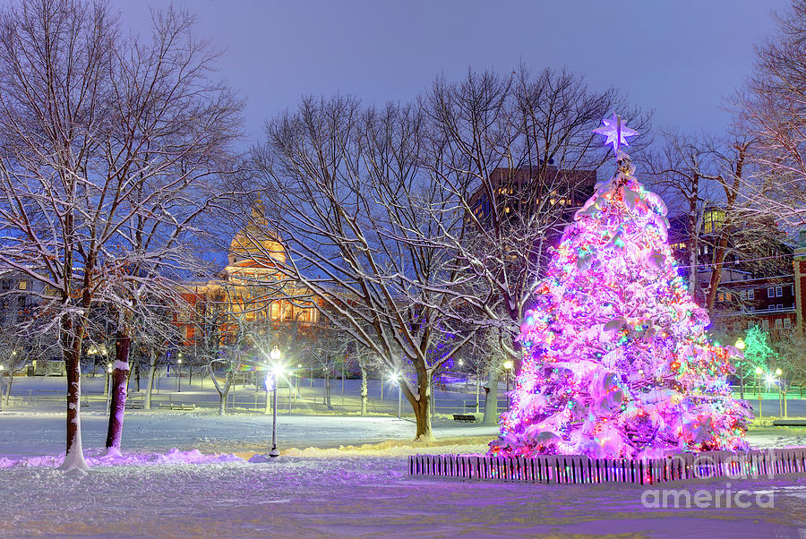 Boston Christmas Tree and State House Photograph by Denis Tangney Jr