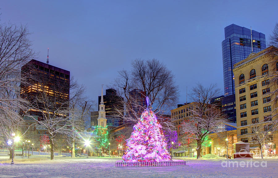 Boston Christmas Tree Photograph by Denis Tangney Jr Fine Art America