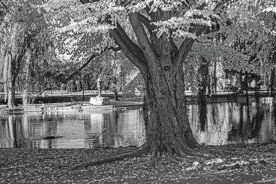 Boston Public Garden Beautiful Fall Tree Pond Reflection Black and White Photograph by Toby McGuire