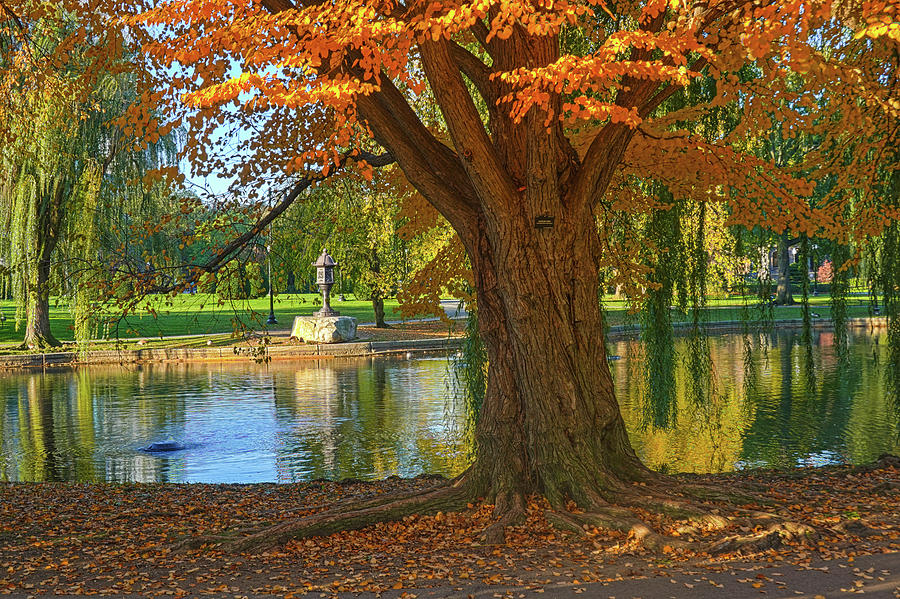 Boston Public Garden Beautiful Fall Tree Photograph by Toby McGuire