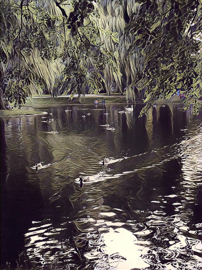 Boston Common Swimming Ducks Digital Art by Cindy Greenstein