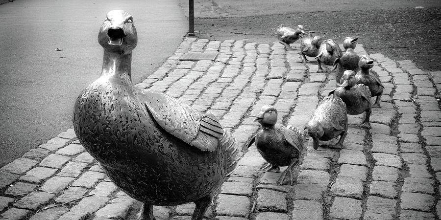 Boston Ducklings Panorama In Black and White Photograph by Gregory Ballos