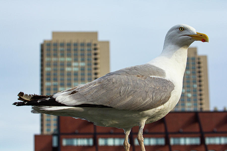 Boston Gull Photograph by Denise Kopko