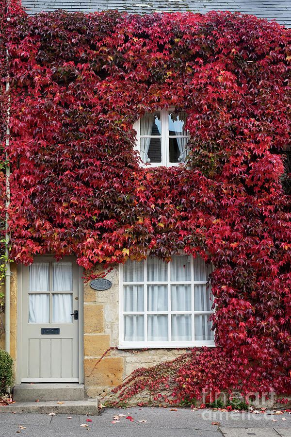 Cottage Photograph - Boston Ivy Covering a Cottage in Stow on the Wold by Tim Gainey