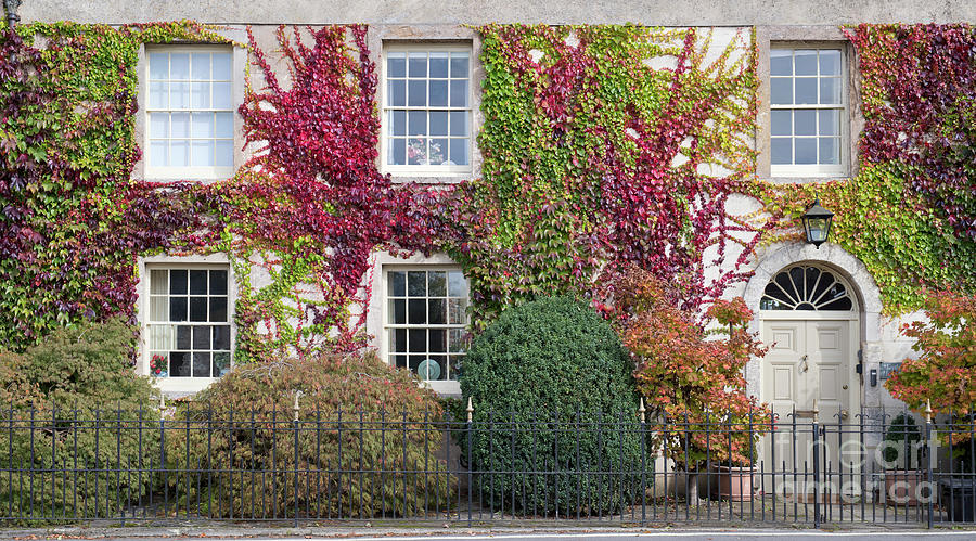 Boston Ivy in Autumn on a Town House in Lechlade Cotswolds Photograph by Tim Gainey