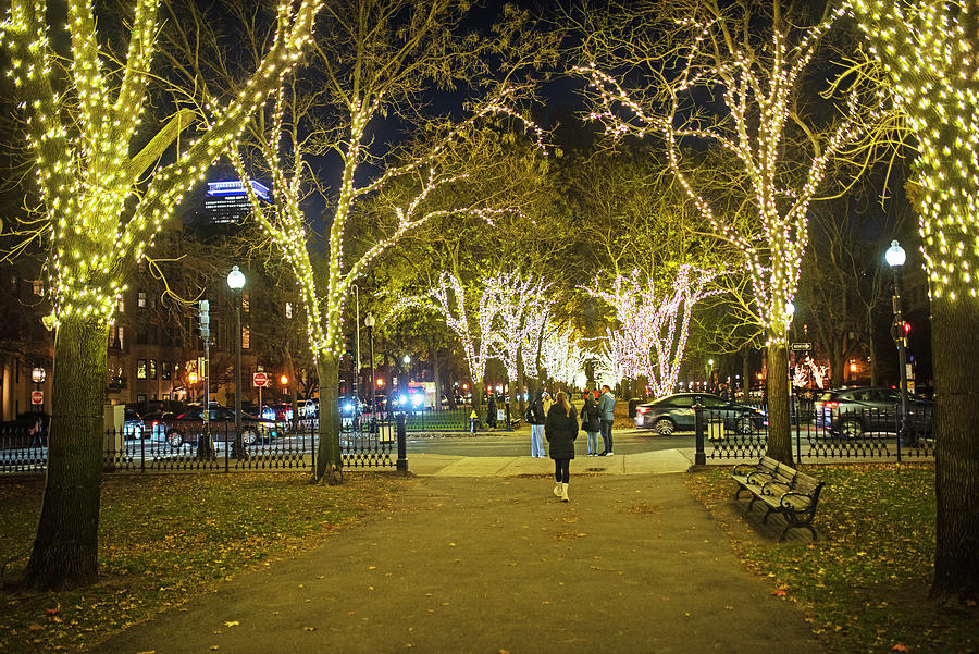 Boston MA Comm Ave Trees Lit up for Christmas Photograph by Toby McGuire